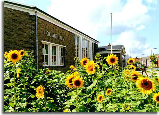 Das Holland Huis in Scherpenisse mit Sonnenblumen