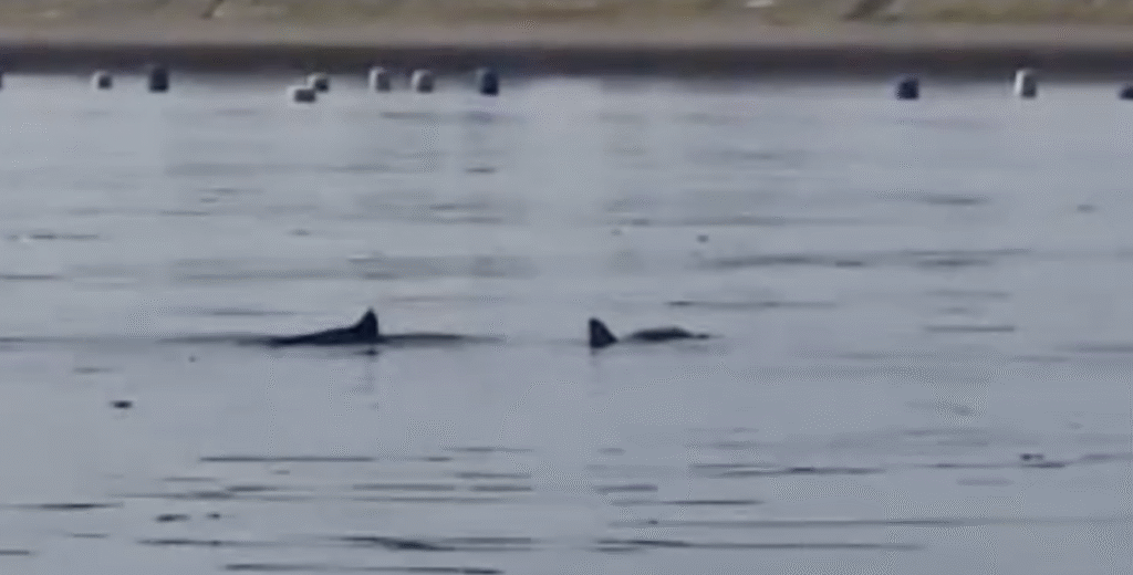 Bruinvissen gespot!
